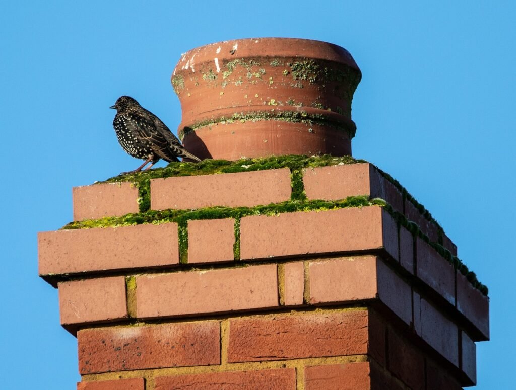 starling, starling on a brick chimney, brick-4661316.jpg